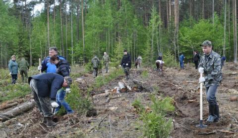 Лесопосадка будет проходить на гари 2003 года на площади по 10 га, там высадят 20 тыс. сеянцев сосны обыкновенной
