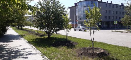Более 1,5 тысячи крупномерных деревьев высадили на территории Иркутска