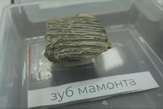 Археологи обнаружили на раскопках в Усольском районе более 180 тысяч находок