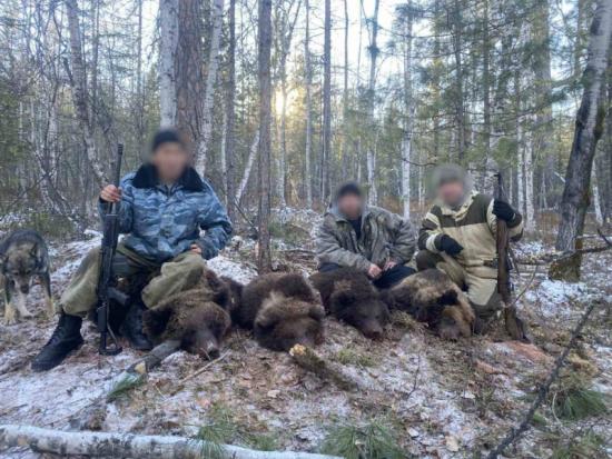 Четверо браконьеров разорили берлогу с медвежатами в Иркутской области