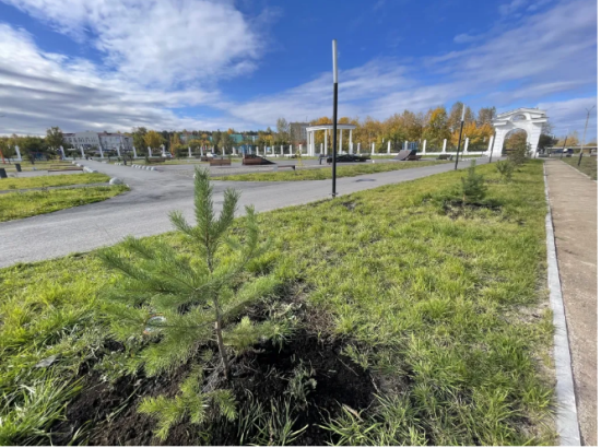 Осенний этап озеленения начался в Черемхове