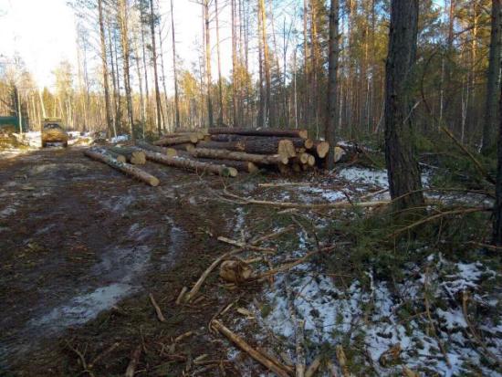 Крупную мафию «черных лесорубов» обезвредили в Иркутской области