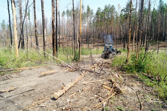 Две деляны с незаконной рубкой выявили в Иркутской области во время операции «Посейдон»