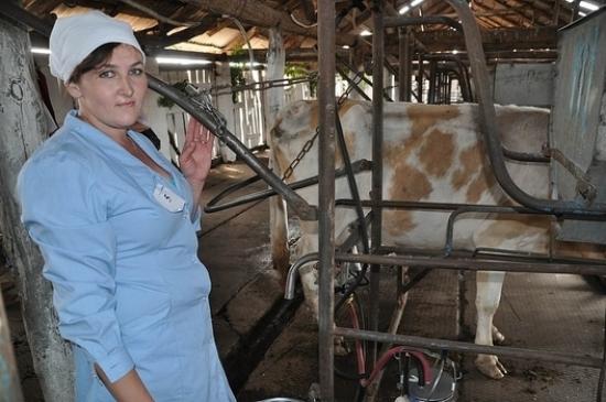 Занятость в сельском хозяйстве России за 10 лет упала вдвое