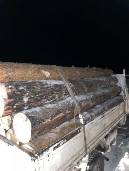 Двое мужчин незаконно нарубили сосен на 150 тысяч рублей в Гороховском лесничестве