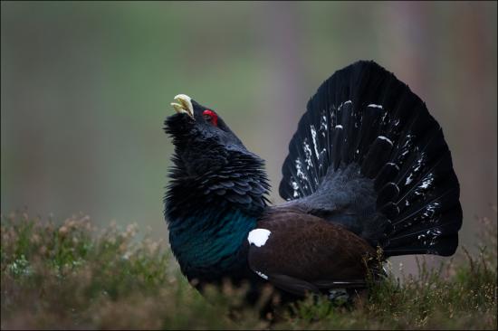 Вырубку ценного леса предотвратили в Усть-Илимском районе