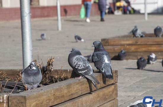 Историю голубеводства расскажут на «Прогулках по старому Иркутску»