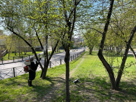 В Иркутске завершили первый этап обработки деревьев от горностаевой моли