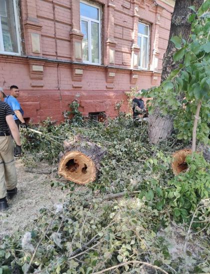 Сухие и аварийные деревья убирают с центральных улиц Иркутска