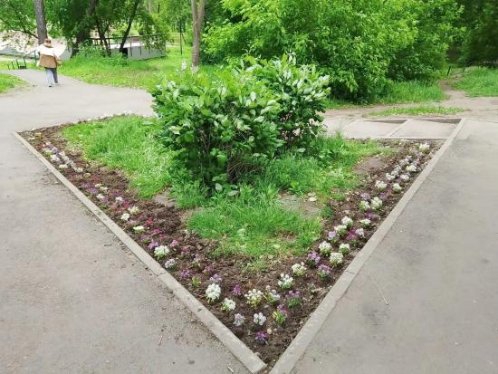Высадку цветов на городские клумбы завершат в Иркутске до конца недели
