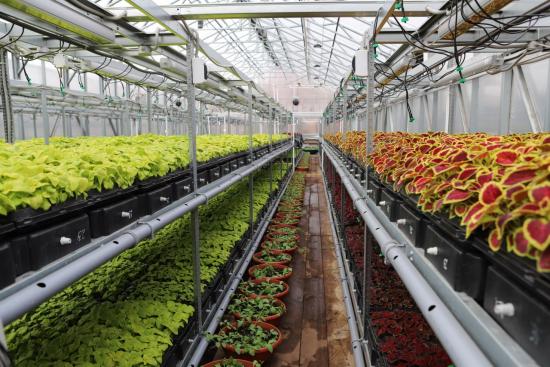 Более 1 800 кустов роз украсят Иркутск нынешним летом