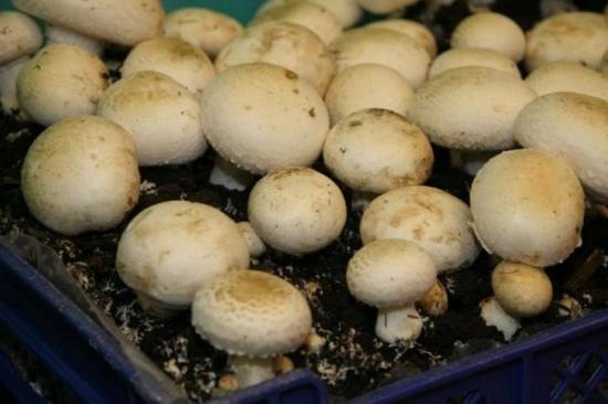 Мы сможем выращивать до 128 тонн продукции в год, а с введением второй очереди эта цифра увеличится больше, чем в два раза Грибную ферму планируют открыть в селе Введенщина