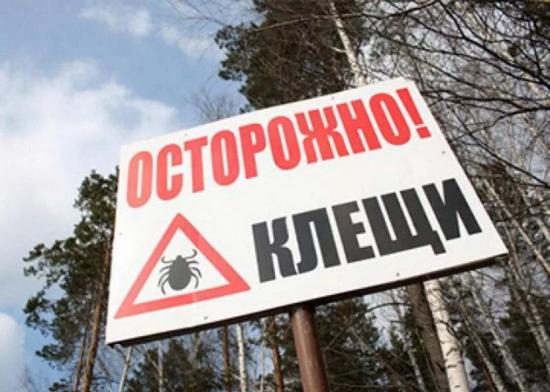 Более трети исследованных за неделю клещей в Иркутской области заражены инфекциями
