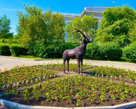 Партулак и левкой впервые высадят на городские клумбы Черемхова