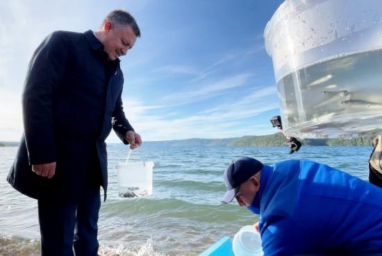 Более 70 тысяч штук молоди хариуса выпустили в Иркутское водохранилище