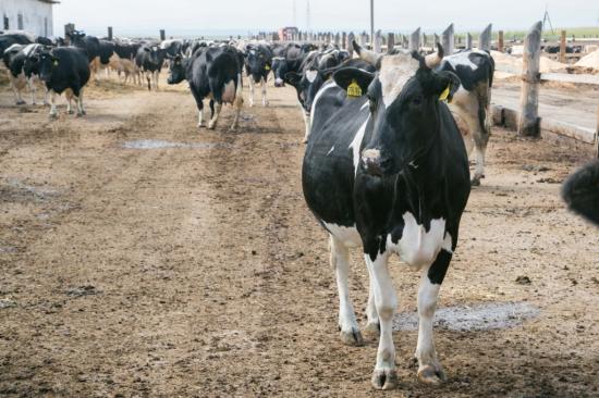 Хозяйство Куйтунского района получило статус племенного репродуктора по разведению КРС
