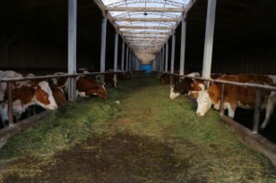 Гранты на строительство семейных ферм в Иркутской области будут увеличены