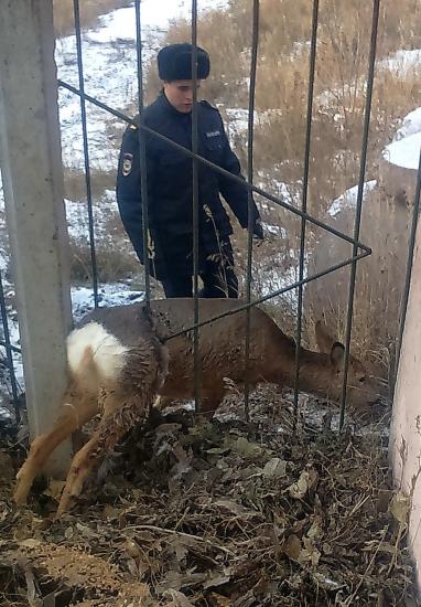 Необычную спасательную операцию провели сотрудники полиции и МЧС в Братске Экипаж ППС в Братске спас косулю