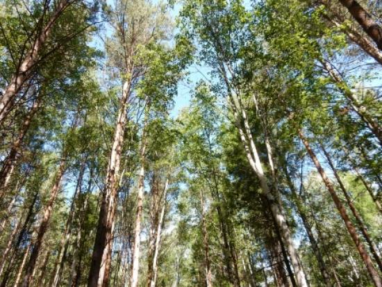 Лесозаготовителям запрещено проводить рубки в Нижнеилимском лесничестве в местах глухариных токов