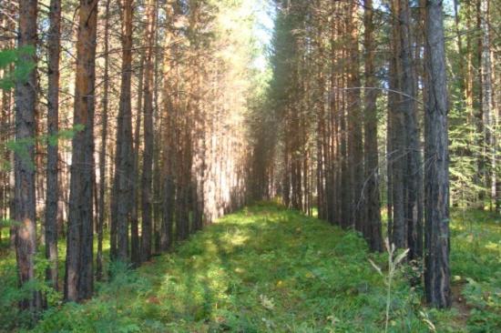 Мероприятия по уходу за лесами начались в Иркутской области