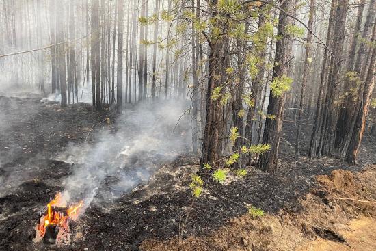 Первые в 2025 году лесные пожары зафиксировали в Иркутской области