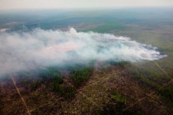 Полностью локализовано восемь лесных пожаров в Иркутской области на площади более 21,7 тыс. гектара