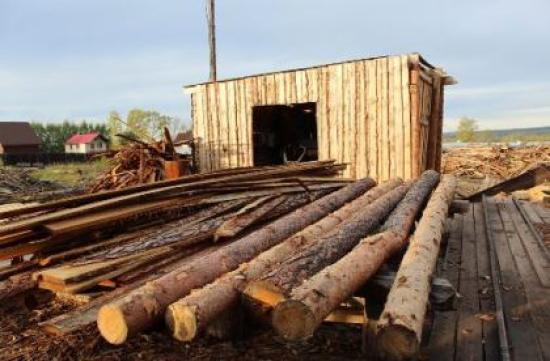 Объем незаконных рубок леса в Иркутской области снизился почти на 19%