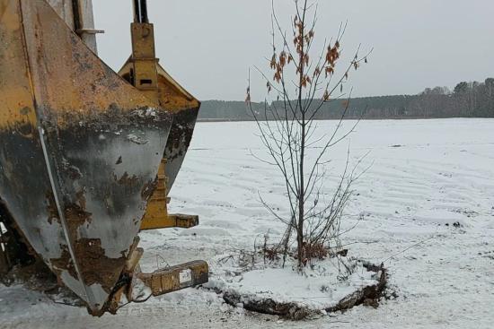 Аллею из лиственных крупномеров высадят в Мегетском лесопитомнике по технологии, позволяющей работать при отрицательных температурах