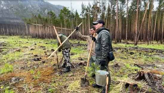 Лесоустройство в пилотном режиме начнут проводить в Иркутской области