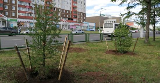 В Братске на месте трех спиленных деревьев высадили 16 лиственниц