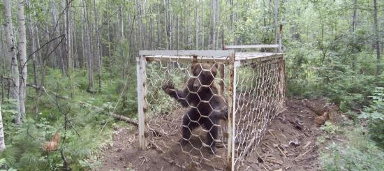 В Усть-Илимском районе освободили пойманного браконьерами медведя