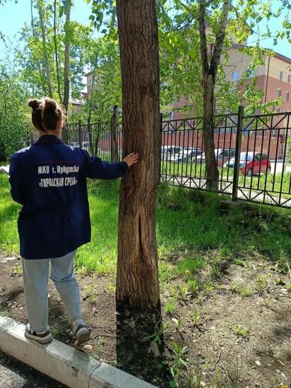 Дендрологи обследуют зеленые насаждения в Иркутске