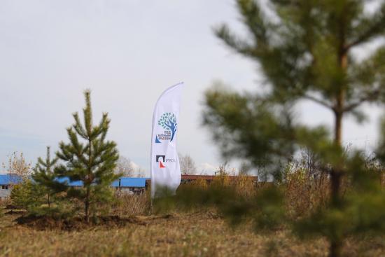 Сосновую аллею высадили в Шелехове "Под зеленым крылом" РУСАЛа