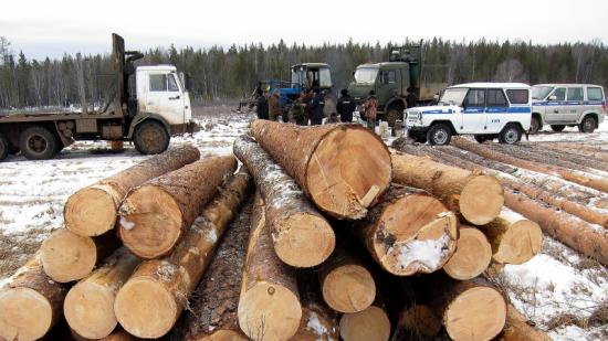 Полиция пресекла деятельность группы нелегальных лесозаготовителей в Иркутской области
