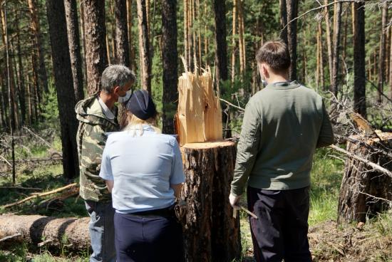 Ущерб от незаконных рубок леса снизился на 1,8 млрд рублей в Иркутской области