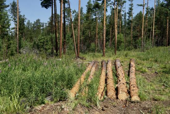 13 жителей Боханского района будут судить за незаконную рубку леса на 2,5 млн рублей