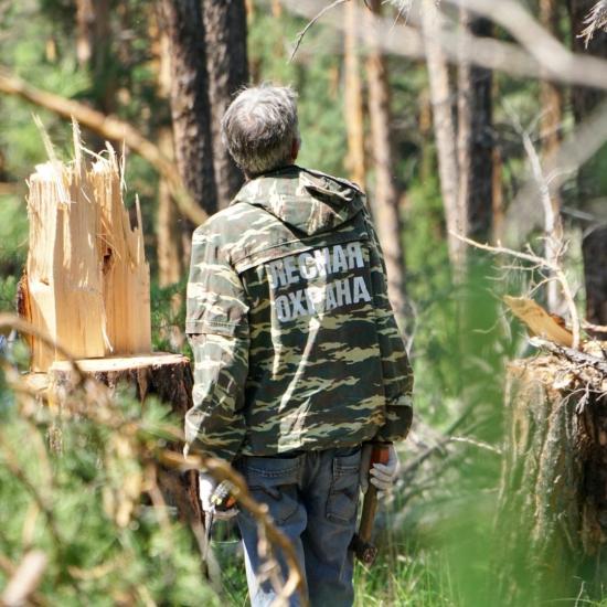 Игорь Кобзев побывал на месте незаконных лесозаготовок в Иркутском районе