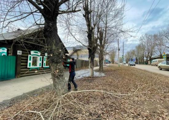 Санитарную обрезку деревьев и кустарников проводят в Черемхове
