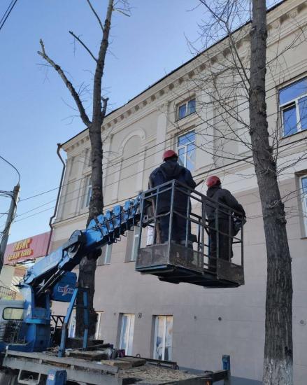 Формовочную обрезку деревьев начали в Иркутске