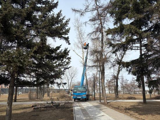 Формовочную обрезку деревьев проводят в Иркутске