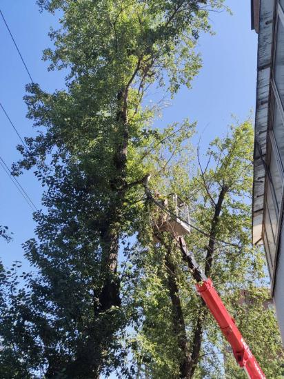 Более 10 тысяч деревьев в Иркутске подвергнут санитарной обрезке