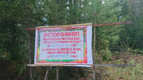 Кедровые леса в Иркутской области в мае начнут обрабатывать от сибирского шелкопряда