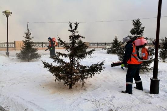Более тысячи хвойных деревьев в Иркутске защитят от вандалов