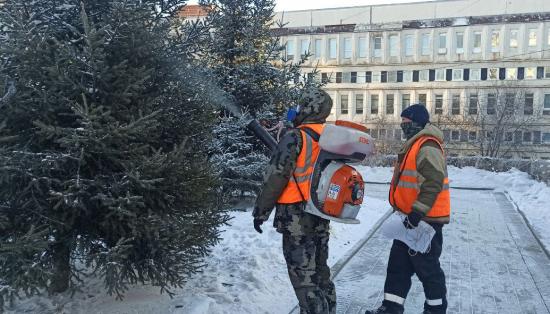 Хвойные деревья в Иркутске обрабатывают химикатами для защиты от вырубки