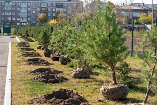 Десятки деревьев высадили около Центра единоборств в Братске волонтеры Эн+ и РУСАЛа 