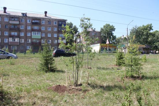 Более 400 деревьев высадят в центре Братска до конца лета