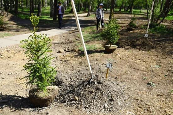 В Иркутске в мае высадили почти три сотни саженцев деревьев и кустарников