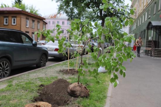 150 серебристых тополей высадят в центре Иркутска