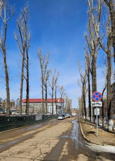 Почти 280 деревьев и кустарников планируют высадить на территории городка ИВАТУ и вдоль улицы Советской в Иркутске