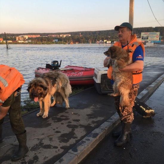 Из зоны паводка в Тулуне спасают домашних животных